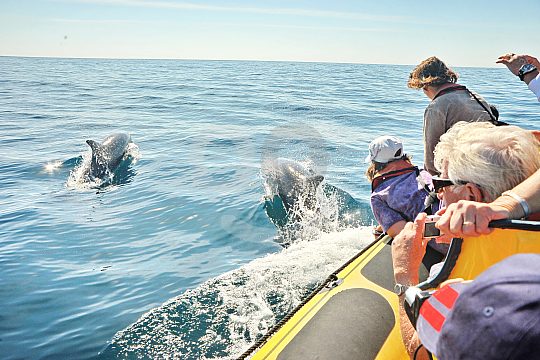 Delfinbeobachtung mit einer Bootstour ab Albufeira