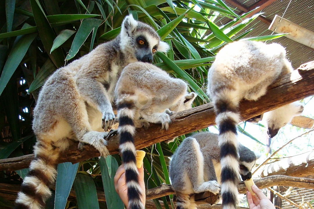 Tenerife Monkey Park tickets, information, opening