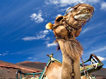 Tours & activities in Lanzarote
